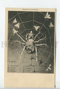 459569 POLITICAL CARICATURE Edward VII  King SPIDER silk Vintage Espinassy
