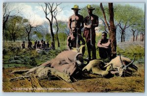 Postcard Buffalo Animals Big Game Hunting in South Africa c1910 Antique