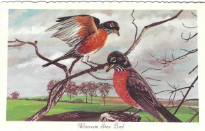 1966 Wisconsin State Bird Robin Chrome Postcard