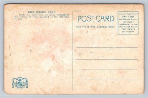 Rice Fields  Oahu  Hawaii    Postcard