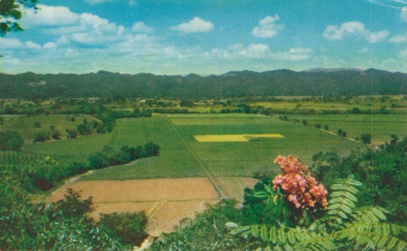 Jamaica Super Estate Jamaica B.W.I. Vintage Postcard 07.32