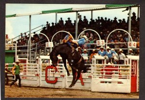 AB Calgary Stampede Wild Horse Riding Alberta Canada Carte Postale Postcard