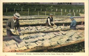 Handling Codfish at the Flakes - Perce QC, Quebec, Canada - WB