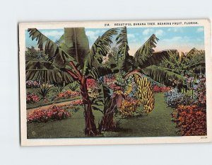 Postcard Beautiful Banana Tree, Bearing Fruit, Florida