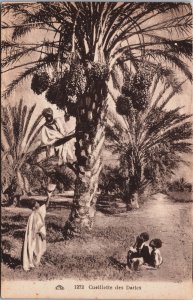 Algeria Cueillette des Dattes Vintage Postcard C192