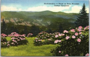 1950's Rhododendron In Bloom On Roan Mountain Eastern Tennessee Posted Postcard