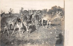 J28/ Van Wert Ohio RPPC Postcard c1910 White Tailed Deer Marsh Park  255