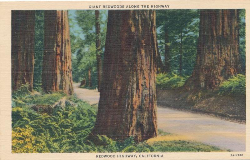 Giant Redwoods along the Redwood Highway CA, California - Linen