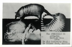 The Armadillo or Anteater, Hard as Bone (1950s) RPPC