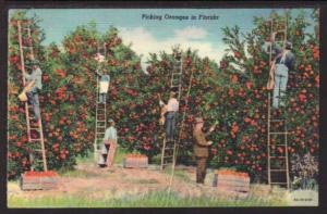 Picking Oranges in Florida Post Card 5476