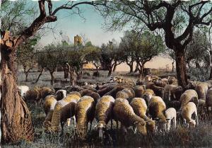 BF38509 paysage des provence   france sheep mouton animal animaux