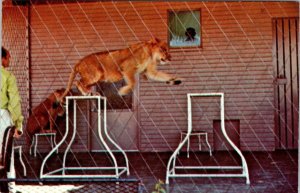 2~Postcards Phoenix, AZ Arizona  ZOO~PAPAGO PARK Childrens Area & Training Lions