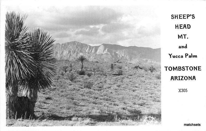 Sheeps Head Yucca Palm TOMBSTONE ARIZONA RPPC postcard 12199