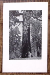 1939 YOSEMITE THE AHWAHNEE MENU ANSEL ADAMS MARIPOSA GROVE AUG 13 BREAKFAS Z2878