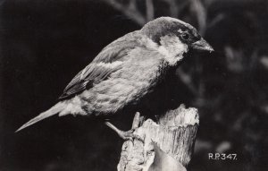 House Sparrow Valentines Real Photo Old Bird Postcard