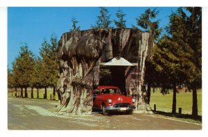 WA - Arlington. Giant Cedar Stump on Highway 99