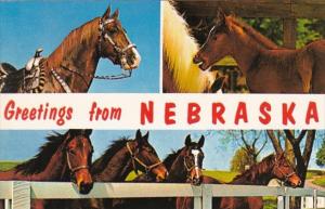 Greetings From Nebraska With Beautiful Horses