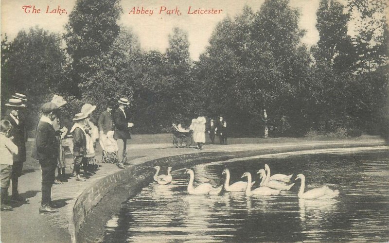 Postcard UK England Leicester, Leicestershire abbey park lake swan
