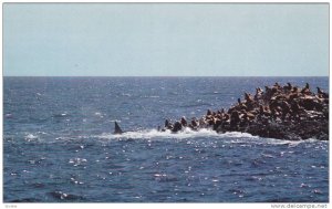 Killer Whale can bite Sealion in half, Vancouver Island , B.C. , Canada , 195...