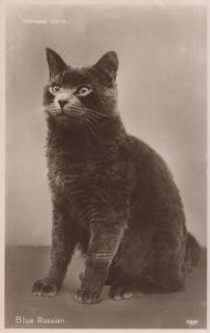 Pedigree Cats Blue Russian Cat Valentines Old Real Photo Postcard