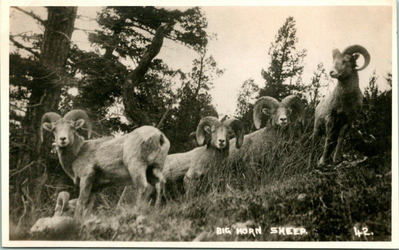 Vtg Postcard Byron Harmon Big Horn Sheep Along the Canadian Pacific Railway