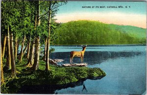 Postcard ANIMAL SCENE Catskill Mountains New York NY AM1967