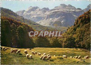 Modern Postcard The Pasture Pyrenees high mountain