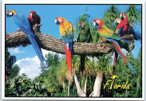 Postcard - The Macaws Of Florida