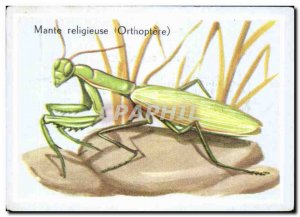 Praying mantis Image