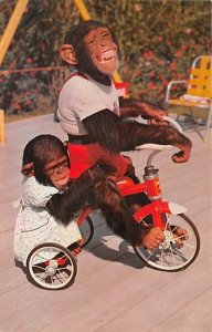 Me and My Shadow, Chimpanzees at the Monkey Jungle Miami, Florida, USA Monkey...