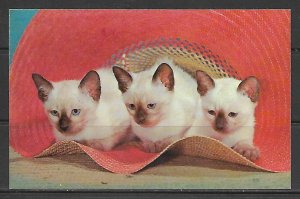 A Hatful Of Kittens - [MX-507]