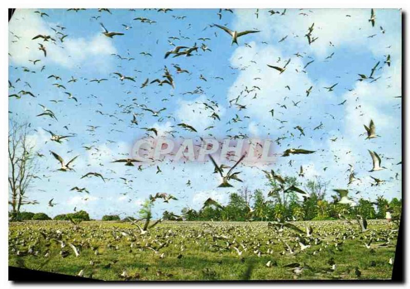 Postcard Modern Sooty tern colony an Bord Island Seychelles