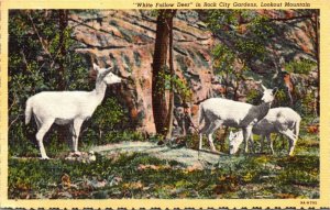 Tennessee Chattanooga Lookout Mountain White Fallow Deer In Rock City Garden ...