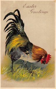 Easter Greetings Chicken 1908 