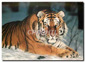 Modern Postcard Siberian Tiger
