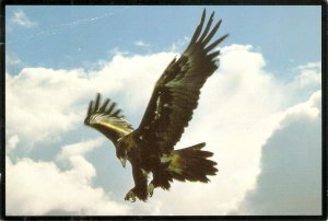 Animals. Wedge Tailed Eagle Nice modern Australian artistic  photo postcard