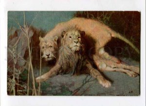 3074995 NIGHT Wild Cats LION & Lioness by Tade STYKA vintage PC