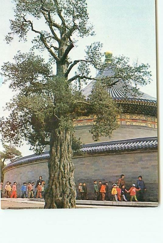 Postcard China Nine Dragon Cypress Tree Families And School Children   # 2776A 