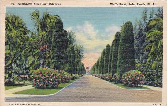 Australian Pines And Hibiscus Wells Road Palm Beach Florida Curteiclh