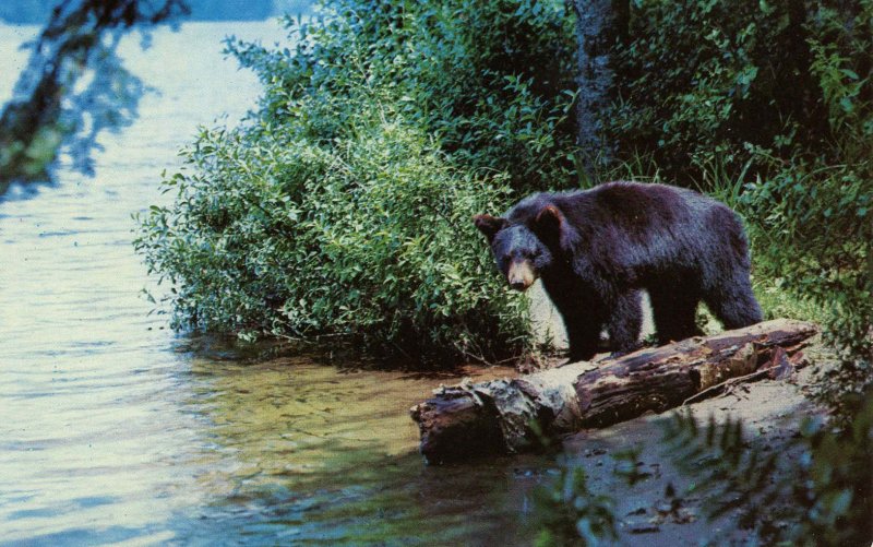 Black Bear