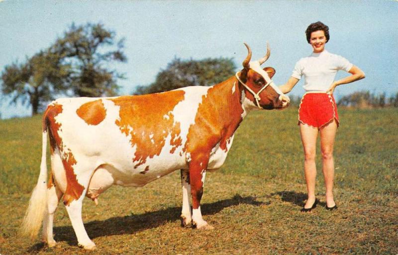 Lancaster Pennsylvania Dairymen Cow With Woman Vintage Postcard K93669