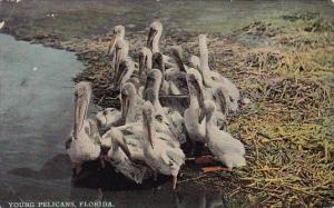 Young Pelicans Florida 1913