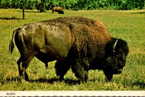 Bison Or Buffalo