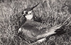 Lapwing Bird Valentines Old Real Photo Postcard