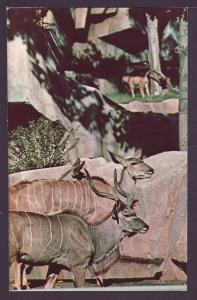 Greater Kudu Milwaukee Couty Zoo Post Card K485