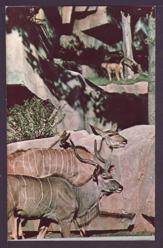 Greater Kudu Milwaukee Couty Zoo Post Card K485