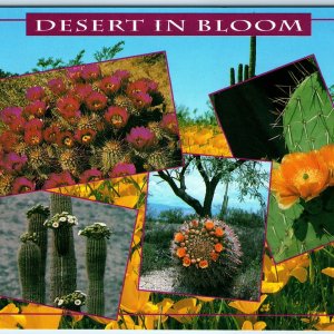 c1999 Arizona Desert in Bloom Cactus Plant Flowers Multi View Chrome 4x6 PC M27