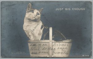 CAT IN THE BASKET ANTIQUE REAL PHOTO POSTCARD RPPC