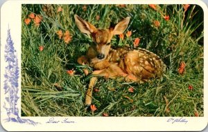 Canada Alberta Deer Fawn