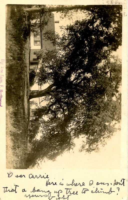 NH - East Northwood. Big Tree Farm.     *RPPC